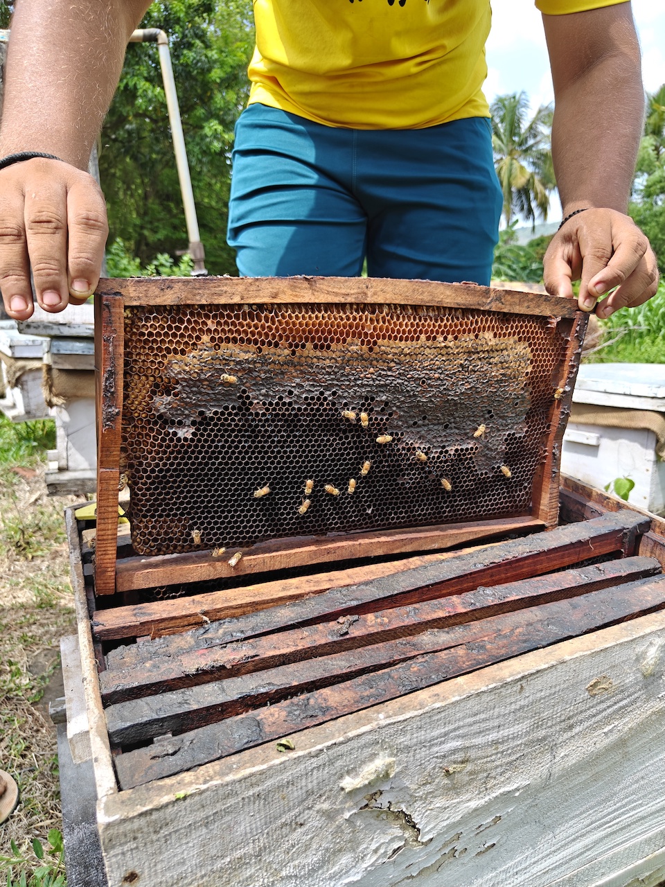 Honey production